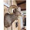 Image 6 : Rocky Mountain Bighorn Sheep Shoulder Mount Taxidermy