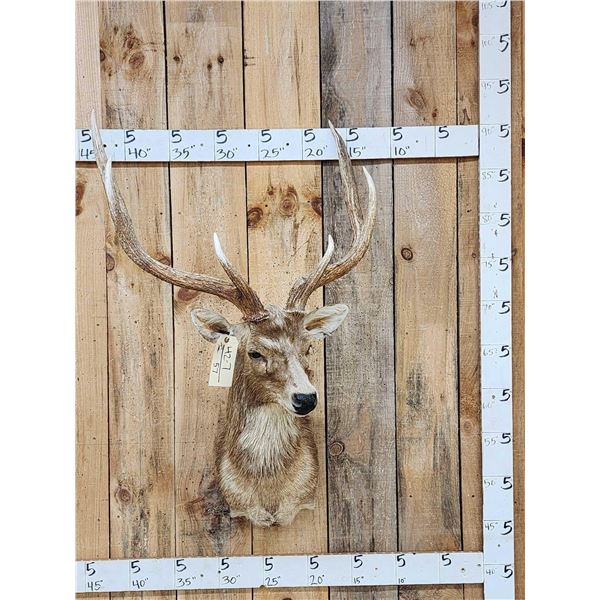 Rusa Deer Shoulder Mount Taxidermy