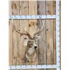 Image 1 : Rusa Deer Shoulder Mount Taxidermy