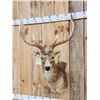 Image 2 : Rusa Deer Shoulder Mount Taxidermy