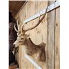 Image 3 : Rusa Deer Shoulder Mount Taxidermy