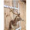 Image 4 : Rusa Deer Shoulder Mount Taxidermy