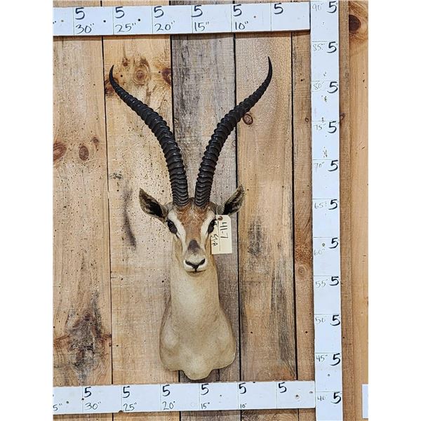 African Grant's Gazelle Shoulder Mount Taxidermy