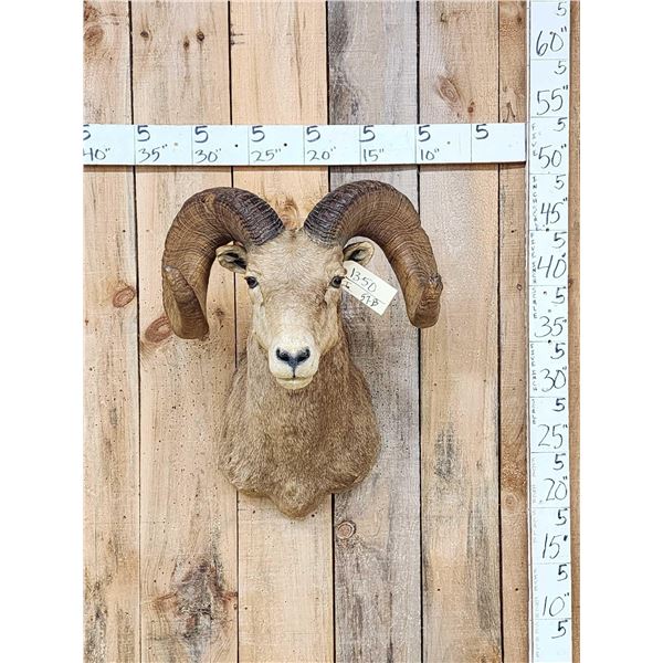 Vintage 177 7/8" B&C Rocky Mountain Bighorn Sheep Shoulder Mount Taxidermy