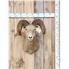 Image 1 : Vintage 177 7/8" B&C Rocky Mountain Bighorn Sheep Shoulder Mount Taxidermy