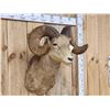 Image 2 : Vintage 177 7/8" B&C Rocky Mountain Bighorn Sheep Shoulder Mount Taxidermy