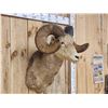 Image 3 : Vintage 177 7/8" B&C Rocky Mountain Bighorn Sheep Shoulder Mount Taxidermy
