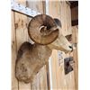 Image 4 : Vintage 177 7/8" B&C Rocky Mountain Bighorn Sheep Shoulder Mount Taxidermy