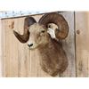 Image 5 : Vintage 177 7/8" B&C Rocky Mountain Bighorn Sheep Shoulder Mount Taxidermy