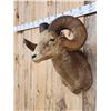 Image 6 : Vintage 177 7/8" B&C Rocky Mountain Bighorn Sheep Shoulder Mount Taxidermy