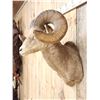 Image 7 : Vintage 177 7/8" B&C Rocky Mountain Bighorn Sheep Shoulder Mount Taxidermy