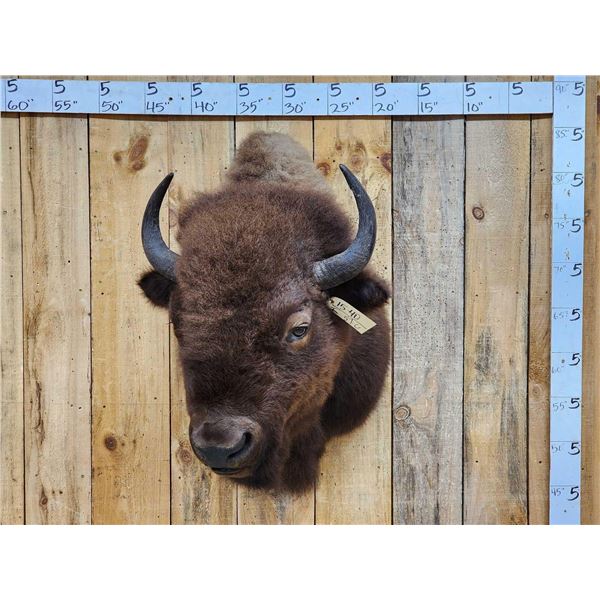 American Bison Buffalo Shoulder Mount Taxidermy