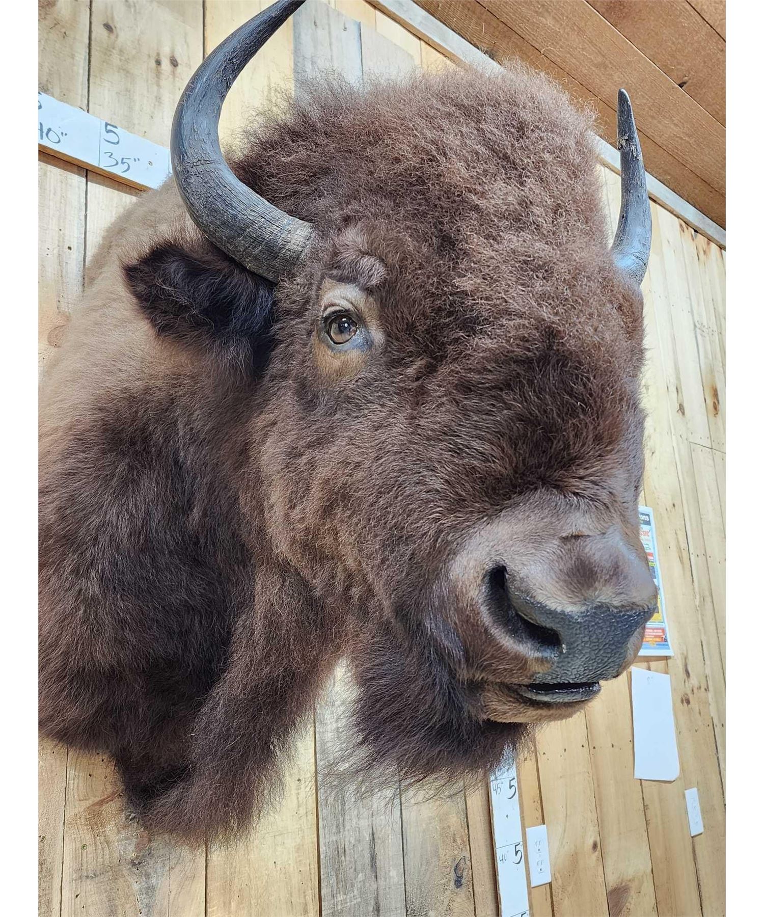 American Bison Buffalo Shoulder Mount Taxidermy