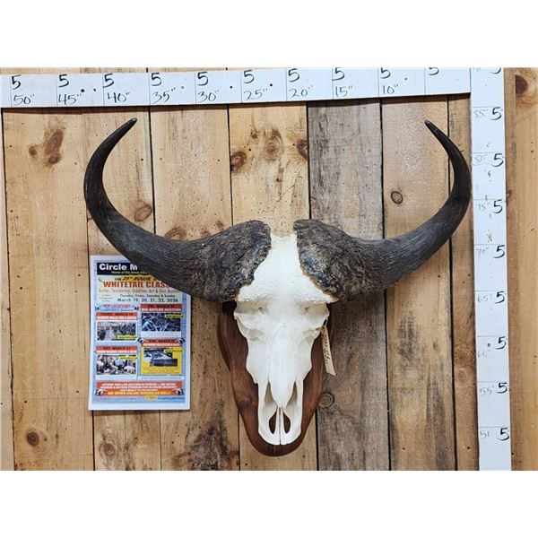 Big African Cape Buffalo Skull Taxidermy
