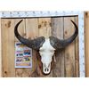 Image 1 : Big African Cape Buffalo Skull Taxidermy