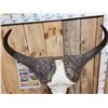 Image 2 : Big African Cape Buffalo Skull Taxidermy