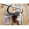 Image 3 : Big African Cape Buffalo Skull Taxidermy