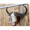 Image 4 : Big African Cape Buffalo Skull Taxidermy