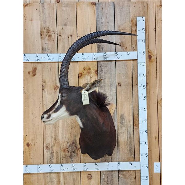 Nice African Sable Antelope Shoulder Mount Taxidermy