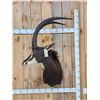 Image 1 : Nice African Sable Antelope Shoulder Mount Taxidermy