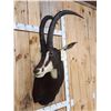 Image 2 : Nice African Sable Antelope Shoulder Mount Taxidermy