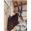 Image 3 : Nice African Sable Antelope Shoulder Mount Taxidermy