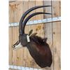 Image 4 : Nice African Sable Antelope Shoulder Mount Taxidermy