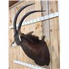 Image 5 : Nice African Sable Antelope Shoulder Mount Taxidermy