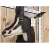 Image 6 : Nice African Sable Antelope Shoulder Mount Taxidermy