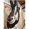 Image 7 : Nice African Sable Antelope Shoulder Mount Taxidermy