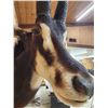 Image 8 : Nice African Sable Antelope Shoulder Mount Taxidermy