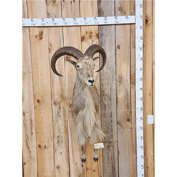 Aoudad Or Barbary Sheep Half Body Taxidermy Mount