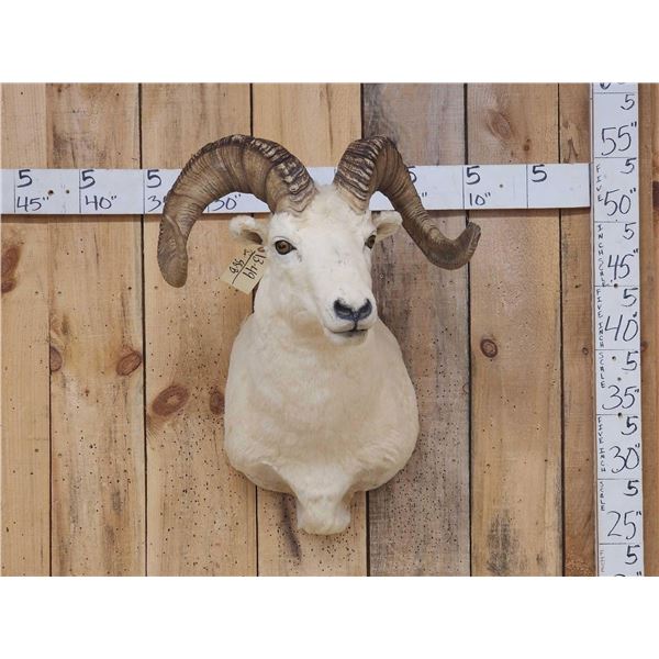 Alaskan Dall Sheep Shoulder Mount Taxidermy