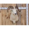 Image 1 : Alaskan Dall Sheep Shoulder Mount Taxidermy
