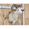 Image 2 : Alaskan Dall Sheep Shoulder Mount Taxidermy