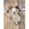 Image 3 : Alaskan Dall Sheep Shoulder Mount Taxidermy