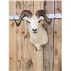 Image 4 : Alaskan Dall Sheep Shoulder Mount Taxidermy