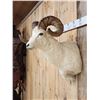 Image 5 : Alaskan Dall Sheep Shoulder Mount Taxidermy