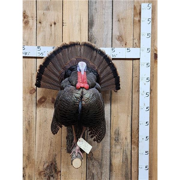 Strutting Turkey Full Body Bird Taxidermy Mount