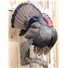 Image 2 : Strutting Turkey Full Body Bird Taxidermy Mount