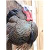 Image 3 : Strutting Turkey Full Body Bird Taxidermy Mount