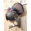 Image 4 : Strutting Turkey Full Body Bird Taxidermy Mount