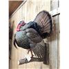 Image 5 : Strutting Turkey Full Body Bird Taxidermy Mount