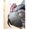 Image 6 : Strutting Turkey Full Body Bird Taxidermy Mount