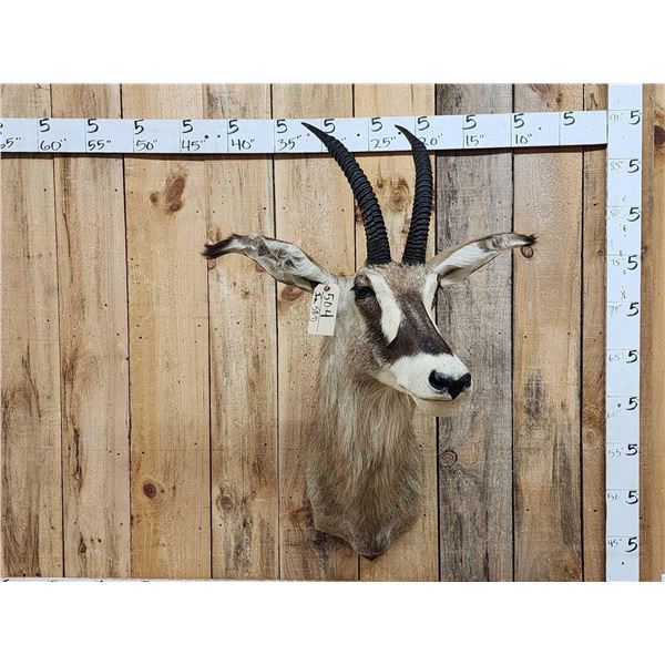 African Roan Antelope Shoulder Mount Taxidermy