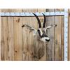 Image 1 : African Roan Antelope Shoulder Mount Taxidermy