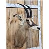 Image 2 : African Roan Antelope Shoulder Mount Taxidermy