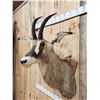 Image 3 : African Roan Antelope Shoulder Mount Taxidermy