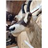 Image 4 : African Roan Antelope Shoulder Mount Taxidermy