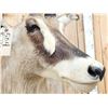 Image 5 : African Roan Antelope Shoulder Mount Taxidermy